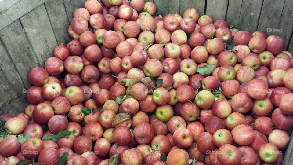 Barrel of Apples. At the Farmers Market