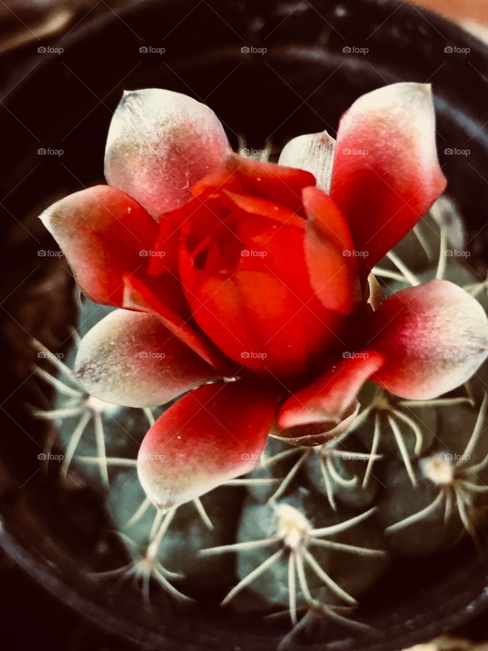 Fiore di cactus 
