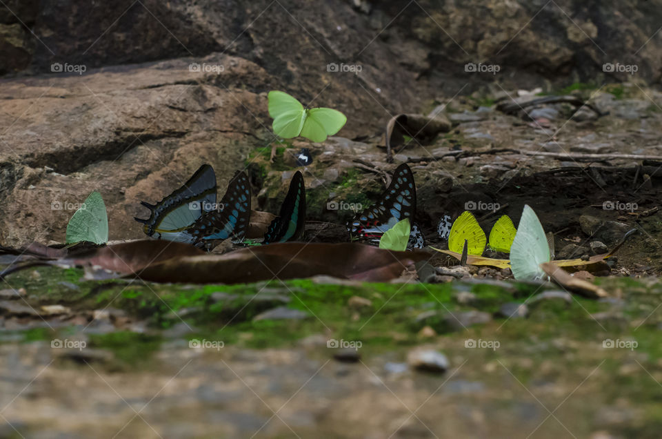 colourful butterflies