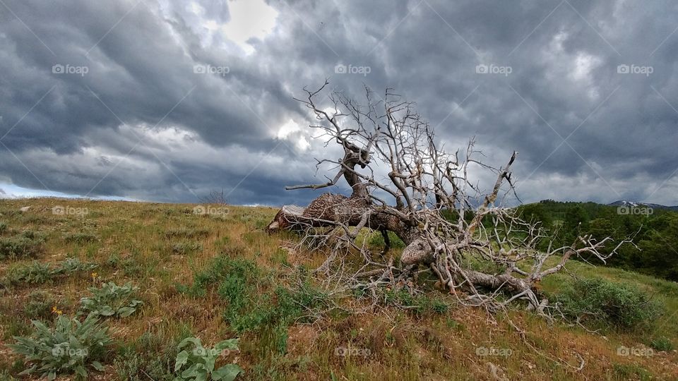 Dragon tree.