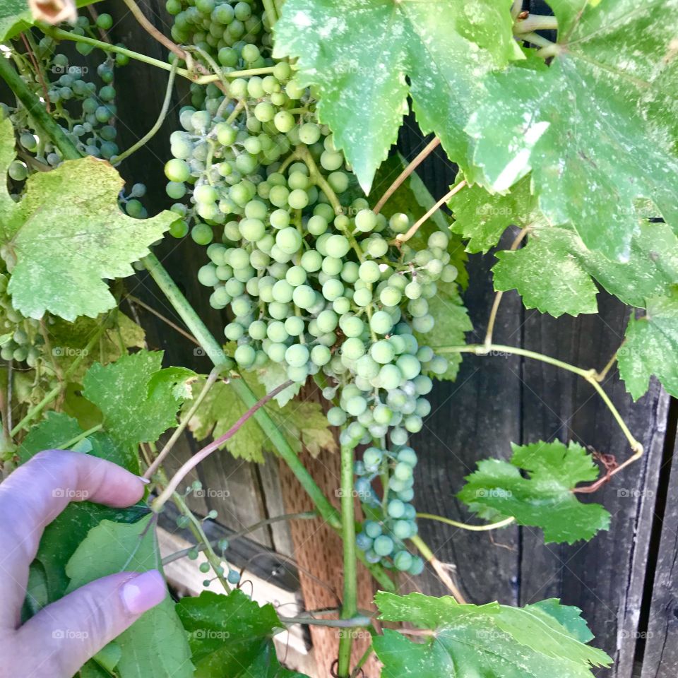 Growing my grapes! 