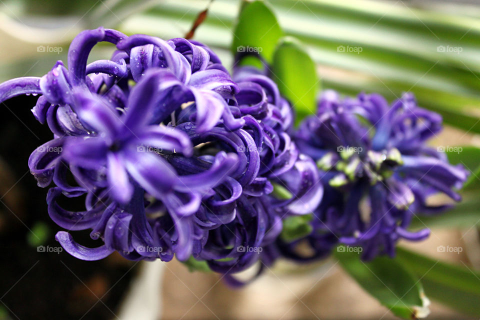 Hyacinth