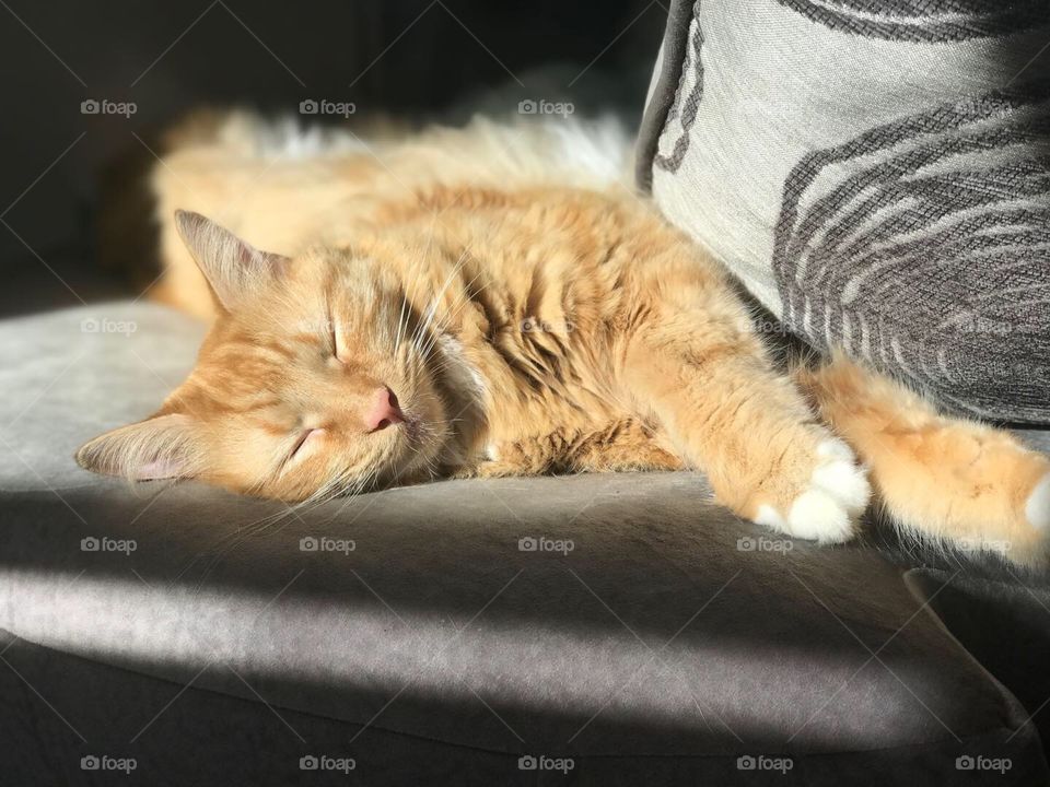 mainecoon striped orange long-haired cat sleeping and lounging in sunshine on grey colored couch or sofa