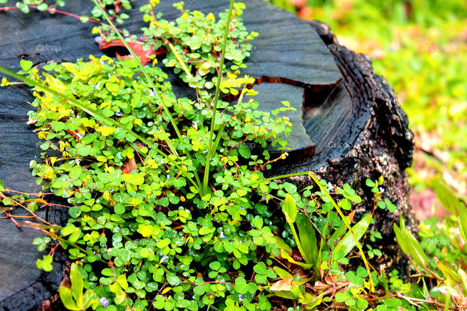 Tree log with plants
