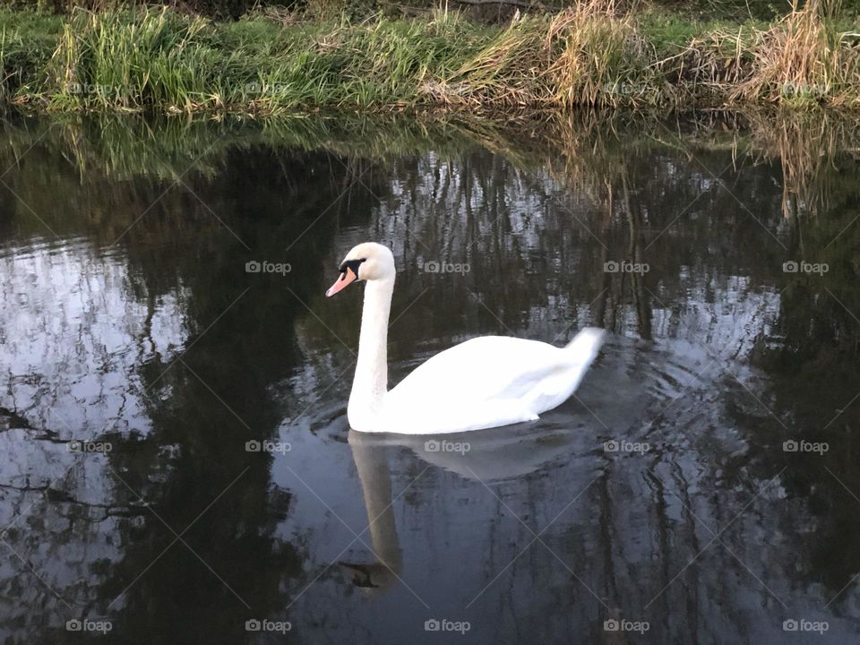 Swan in a canal 