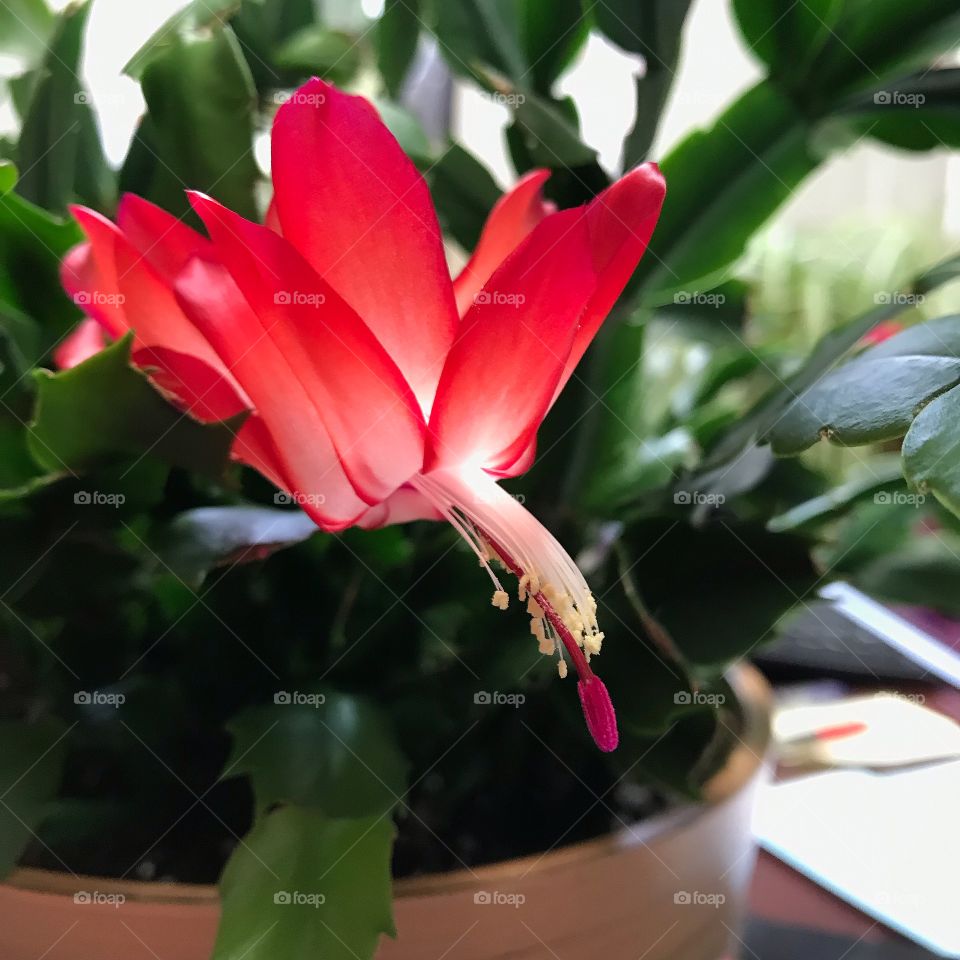 Thanksgiving Christmas cactus in pink vibrant bloom s