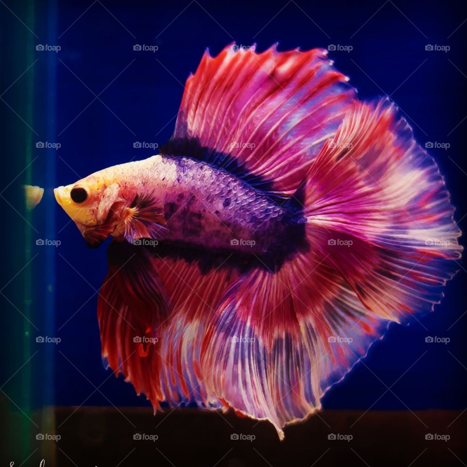 Betta fish in Thailand