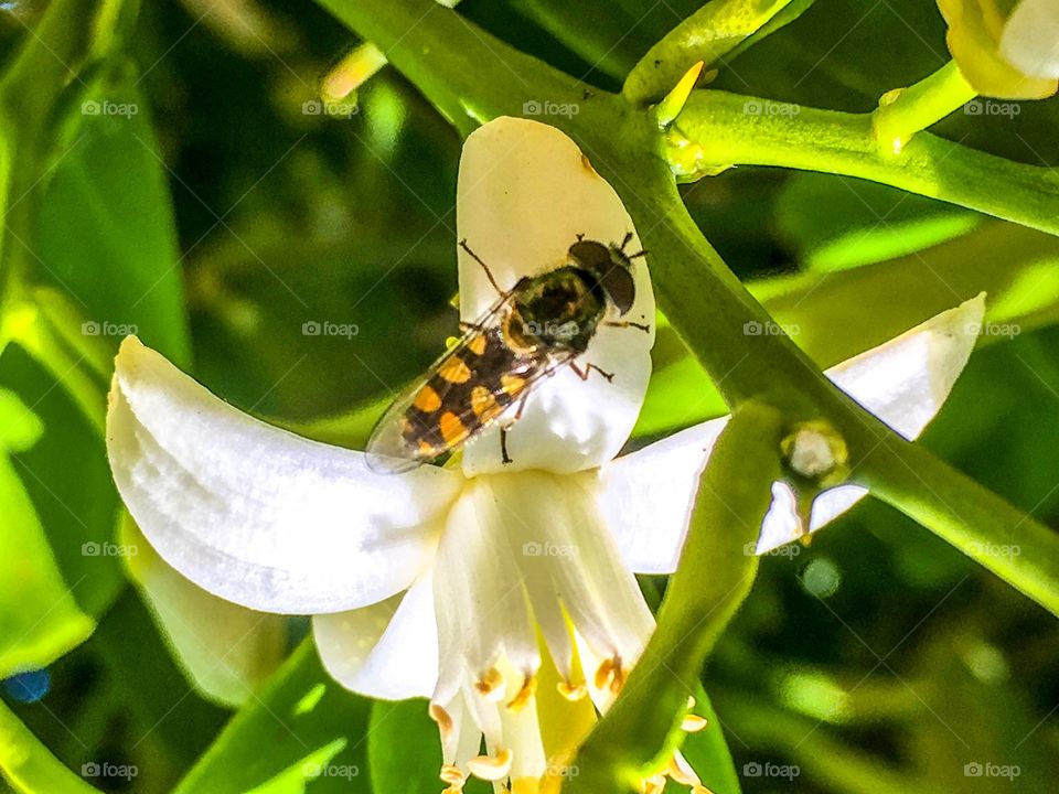 Close-up of honey bee pollinating flower