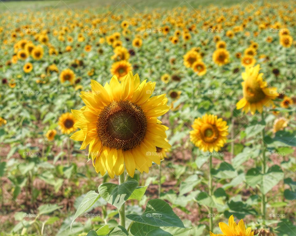 Closeup of a Sunflower in a field of Sunflowers growing in Virginia in the United States.