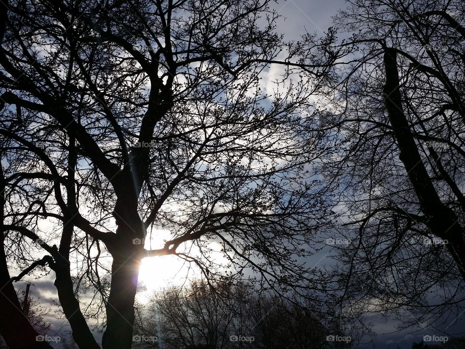 Sun shown through a tree