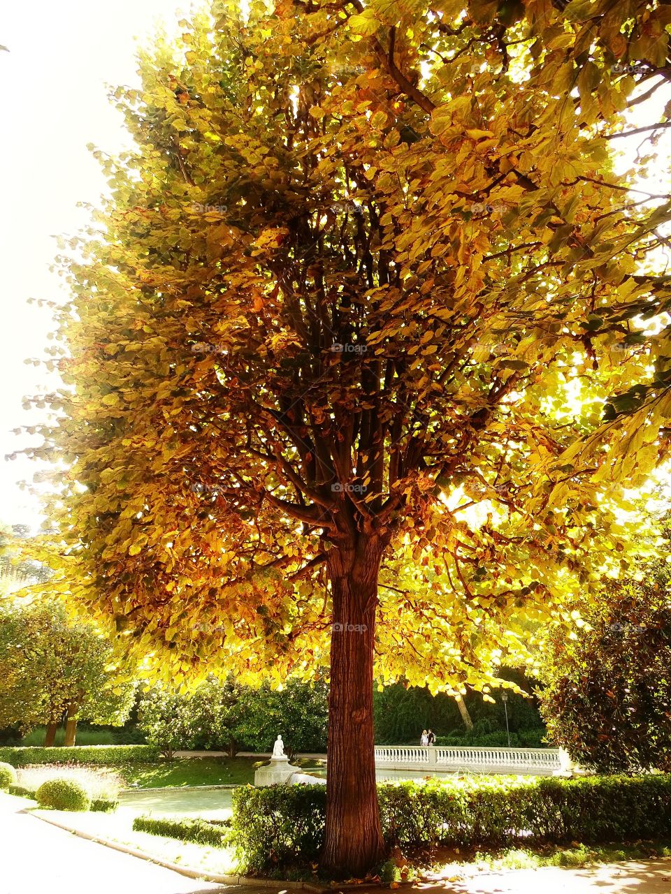 It will be that autumn comes