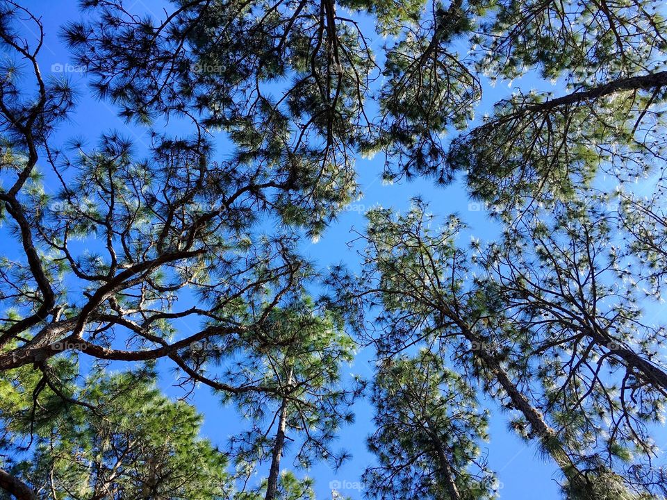 Tree tops