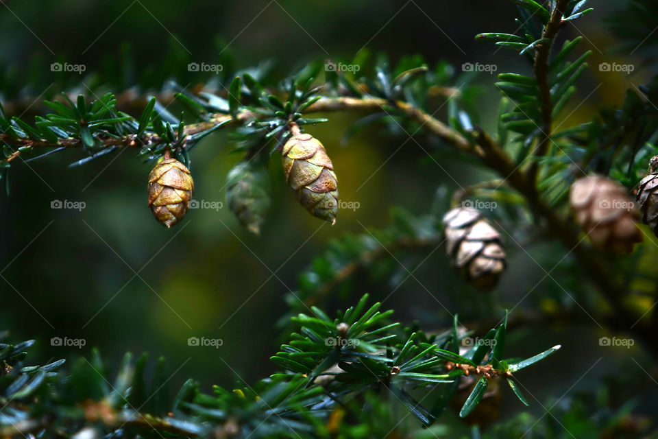 Close up pine tree