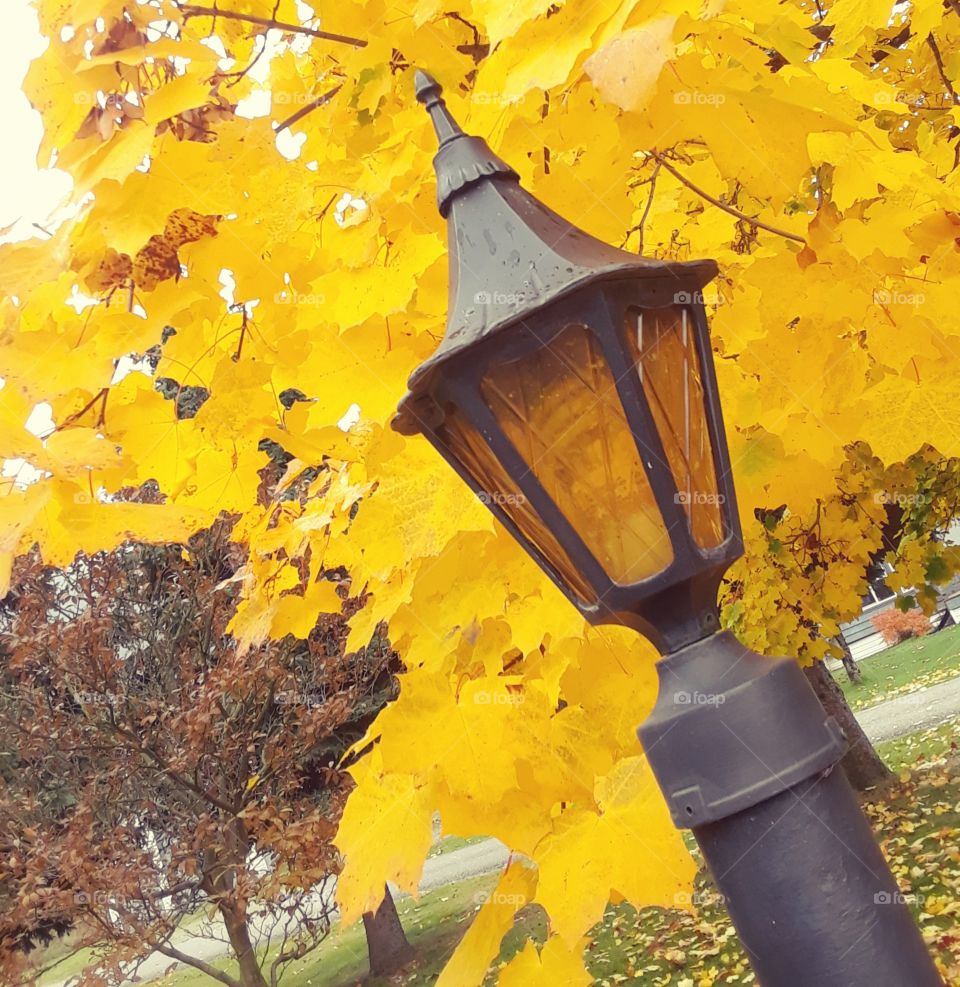 Lamp And Leaves