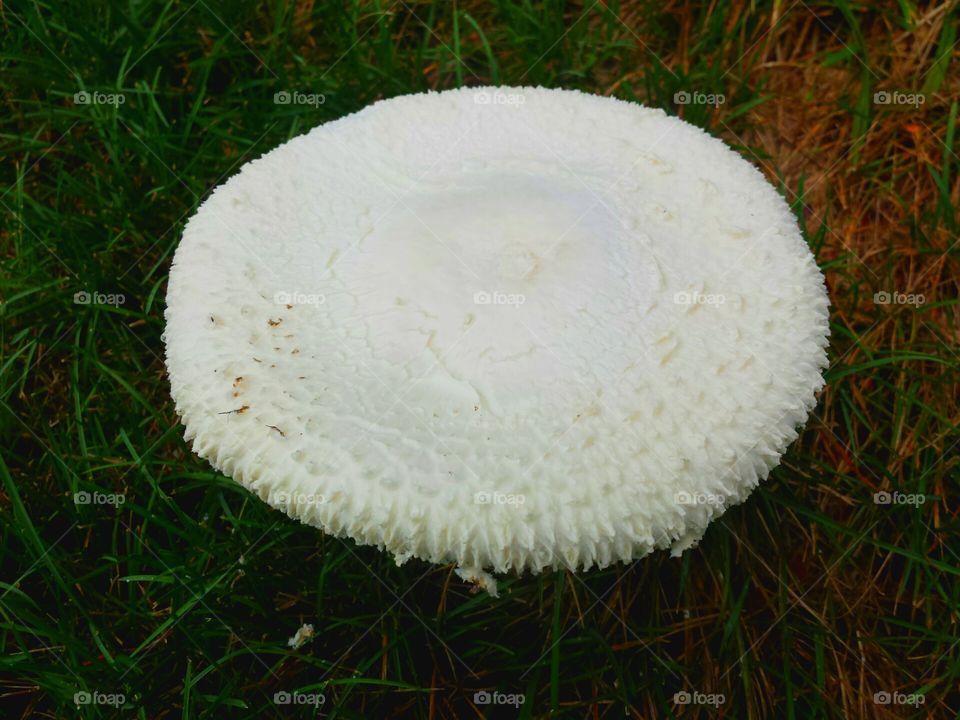 mushroom top