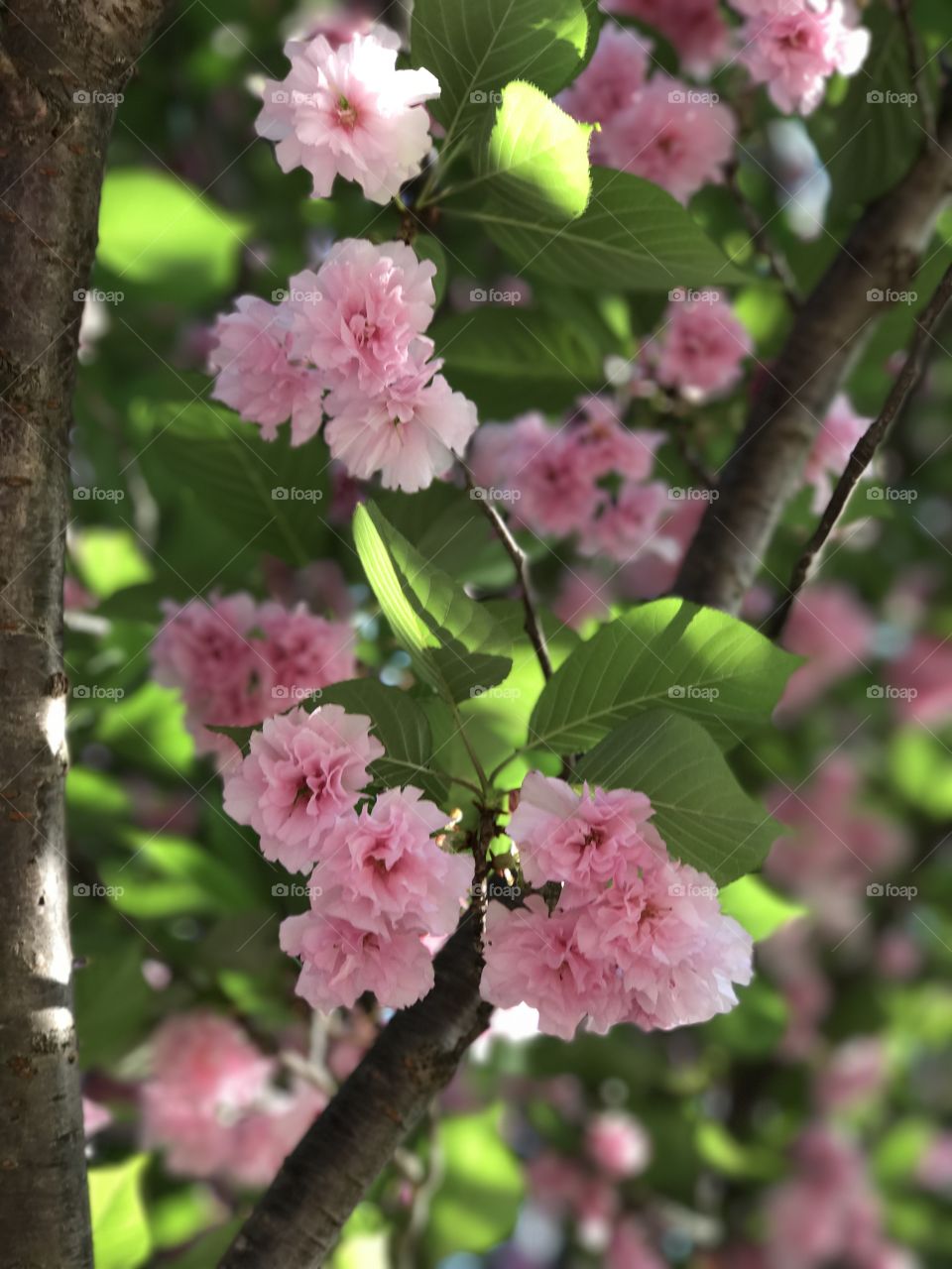 Pink blossoms in April