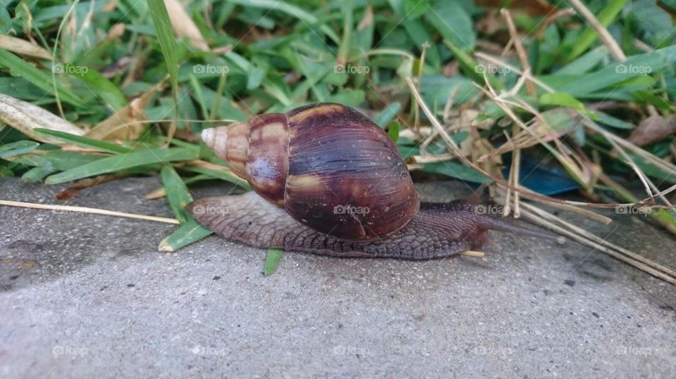 Shell, nature, alone,slow, no person