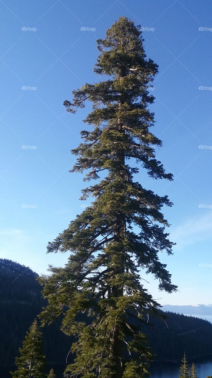 Tall Pine