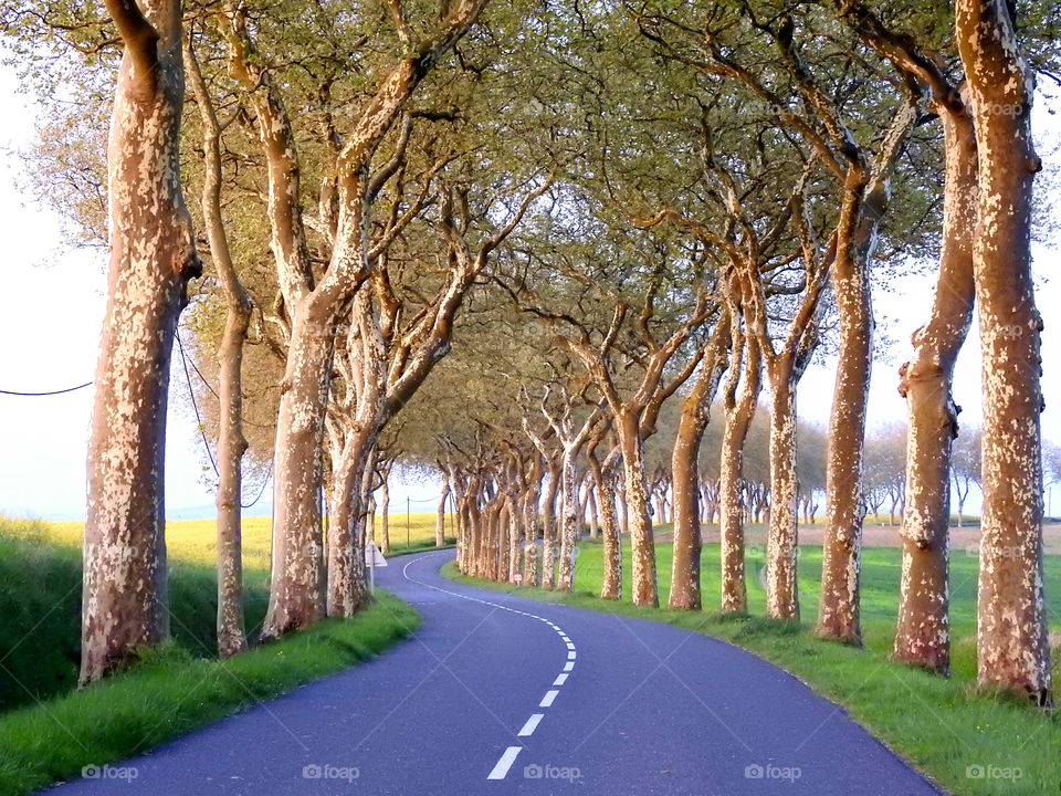 Road in the south of France