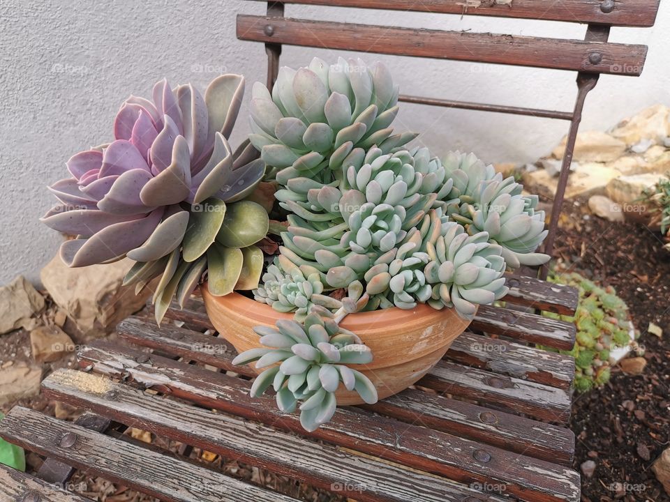 Pflanzen in Nachbars Vorgarten