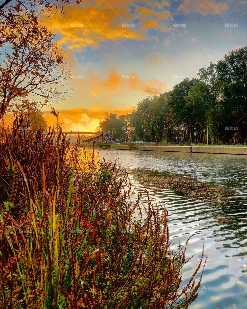 Colorful and dramatic sunrise over the river between the woods as seen from behind a bunch of wild flowers