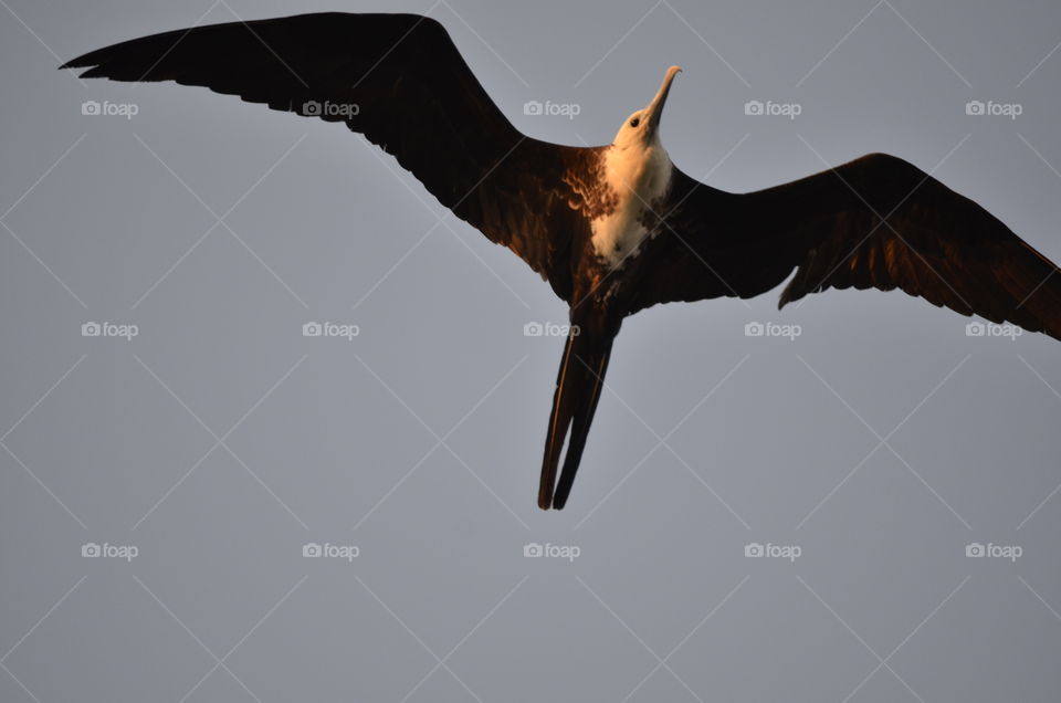Frigate Bird