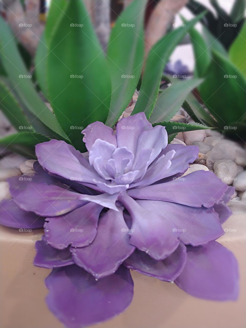 Purple plant