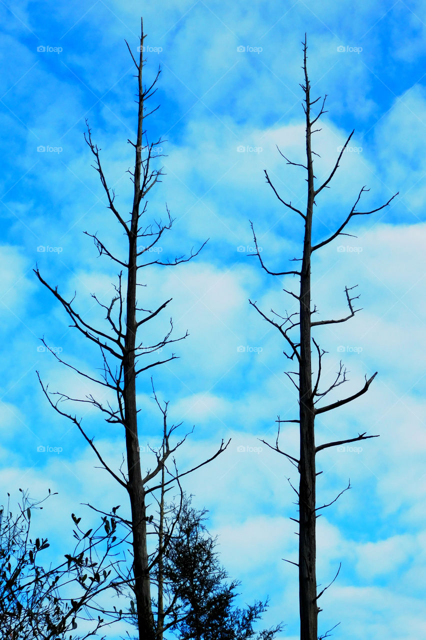 Low angle view of bare tree