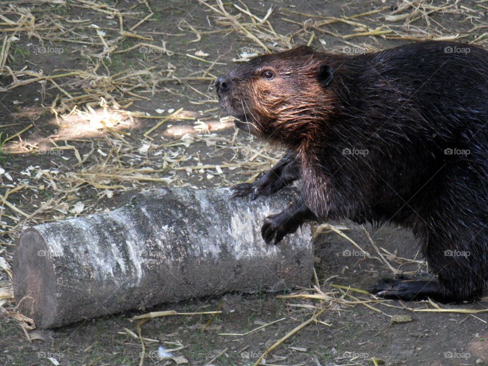 Nice Beaver