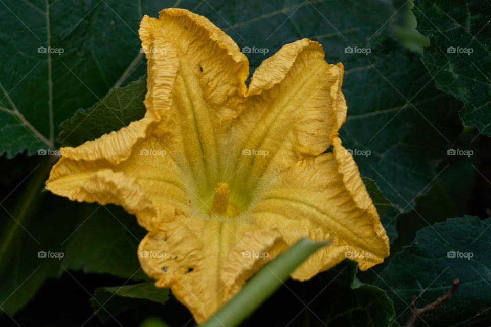 Flor de Calabaza