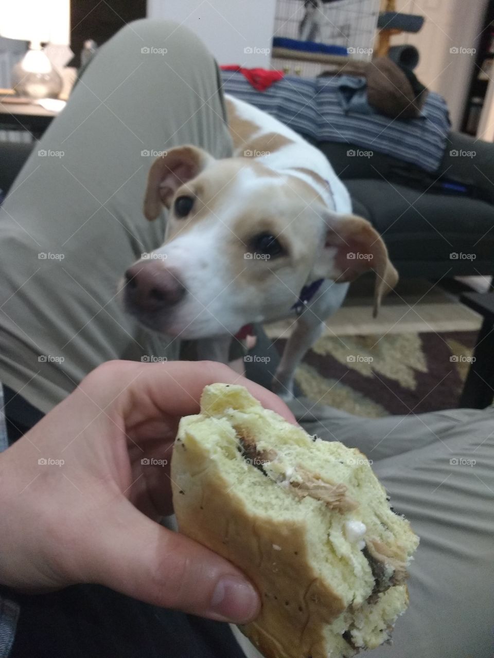 Dog very interested in sandwich