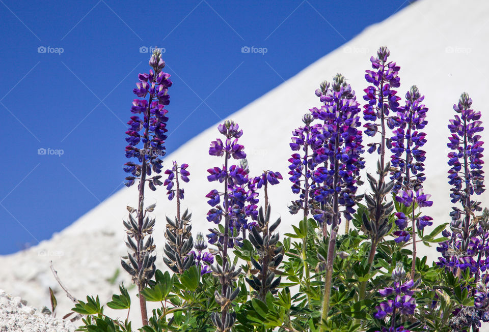 Purple lupine