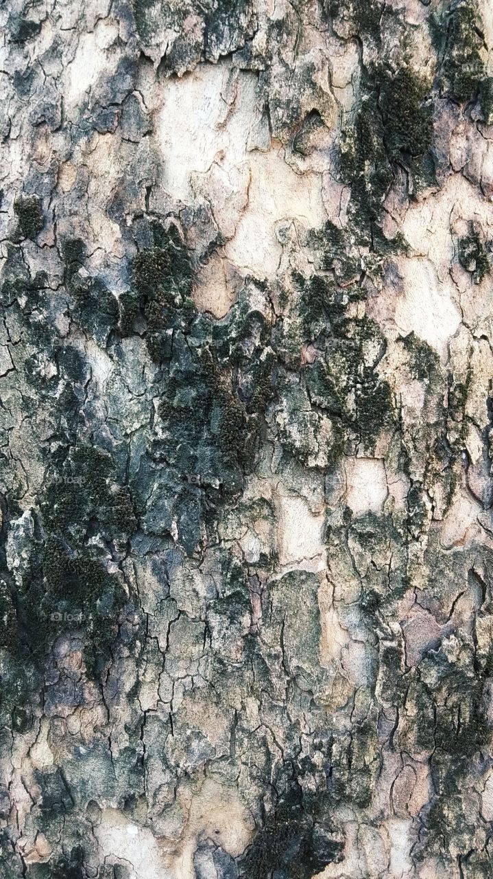 кора, дерево