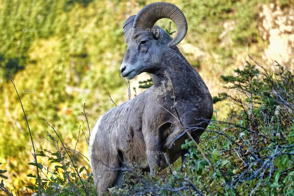 Big horn sheep in the wild