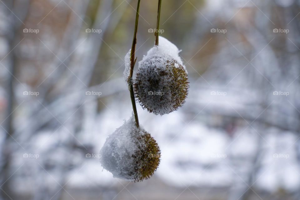 Frosty balls 