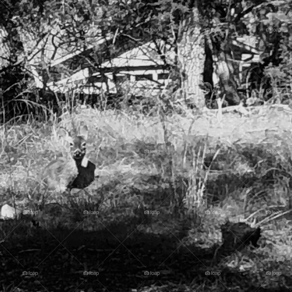 Been out of town the last few days in Wimberly TX. Managed to capture a sweet deer lying in the grass, waiting for Penny and to pass her by. Not easy to snap when I’ve got my dog a leash lol. 