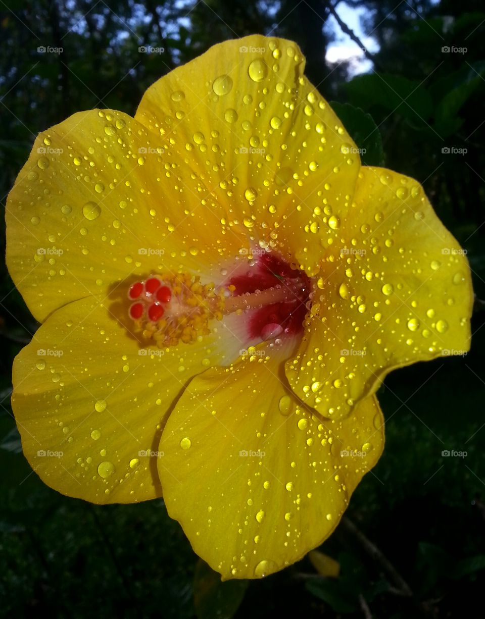 Hibiscus in the Rain