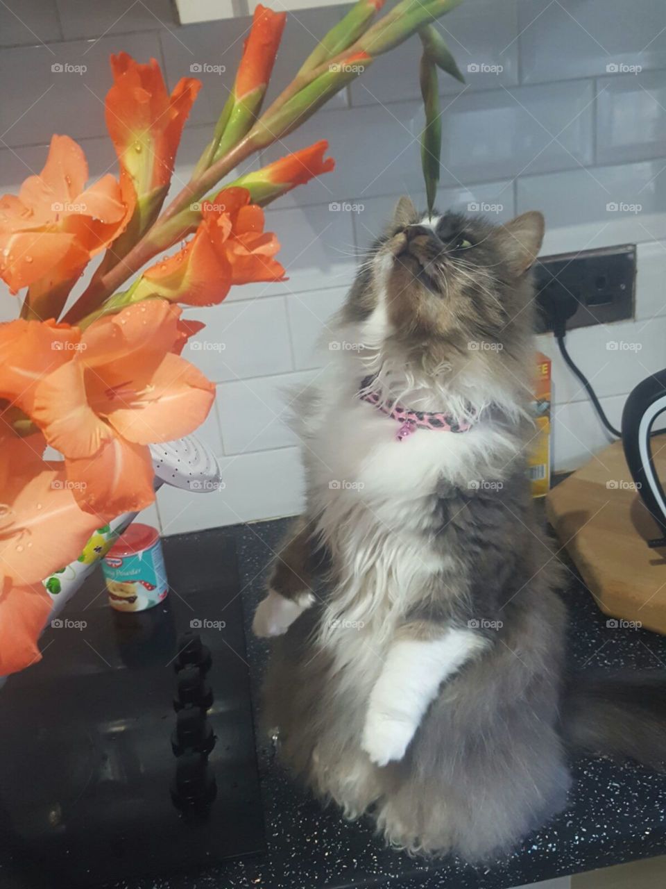 cat smelling flower