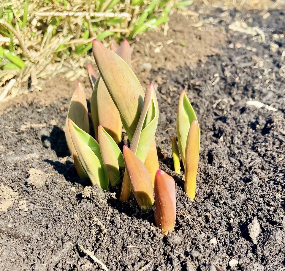 Tulips pushing up through the earth on a sunny day.