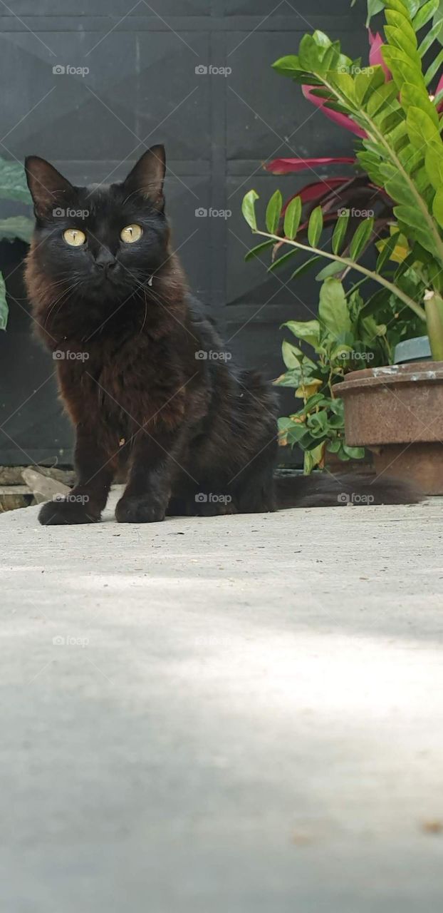 Beautiful black yellow-eyed cat