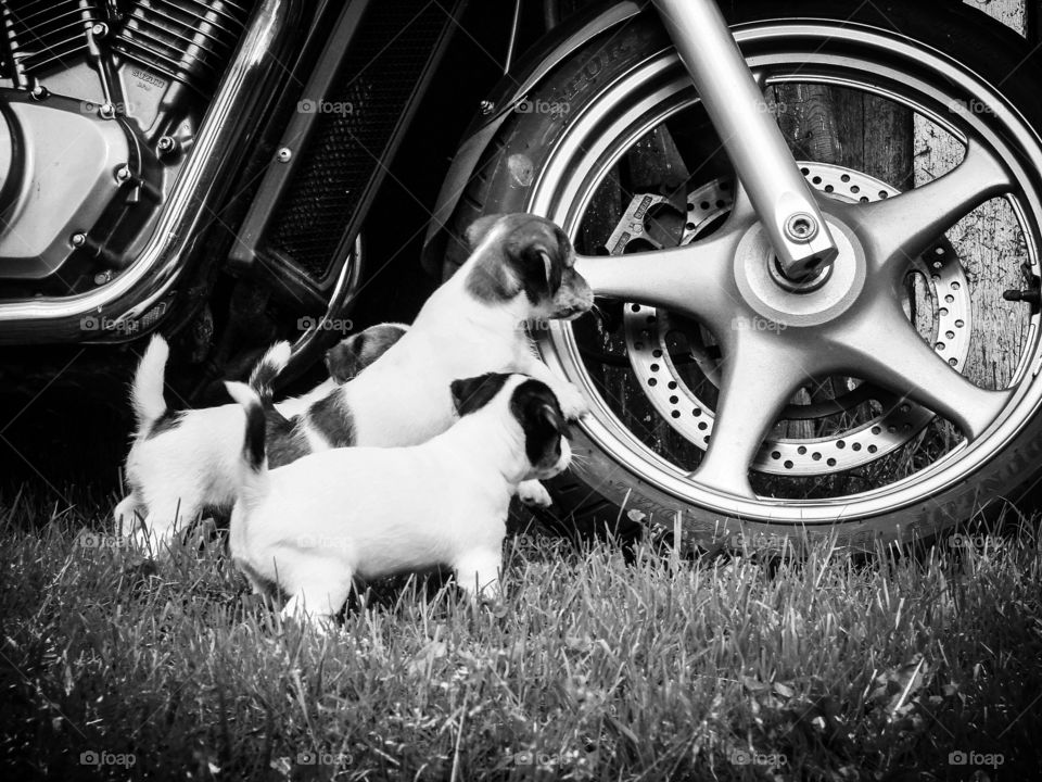 Motorcycle pups. Puppys explore the motorcycle