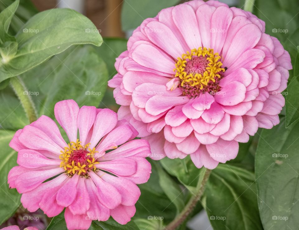 Charming pink flower in the field