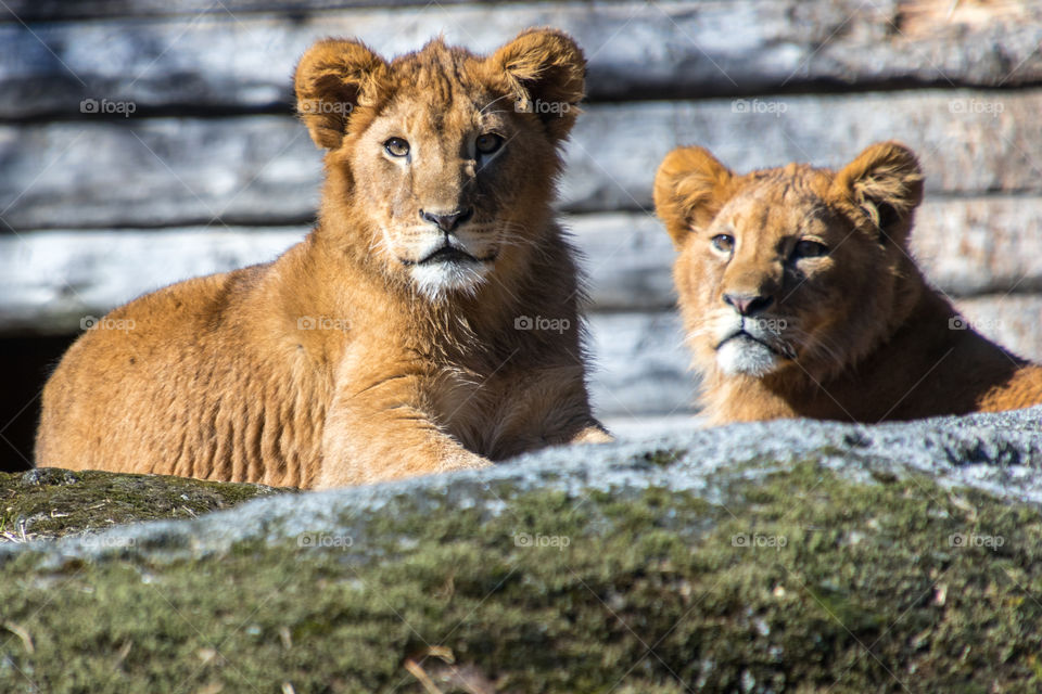 lion cubs being cozy in the spring sunshine
