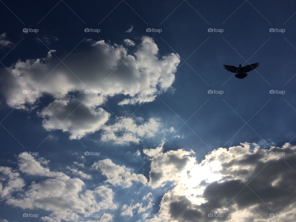 Sky and bird 