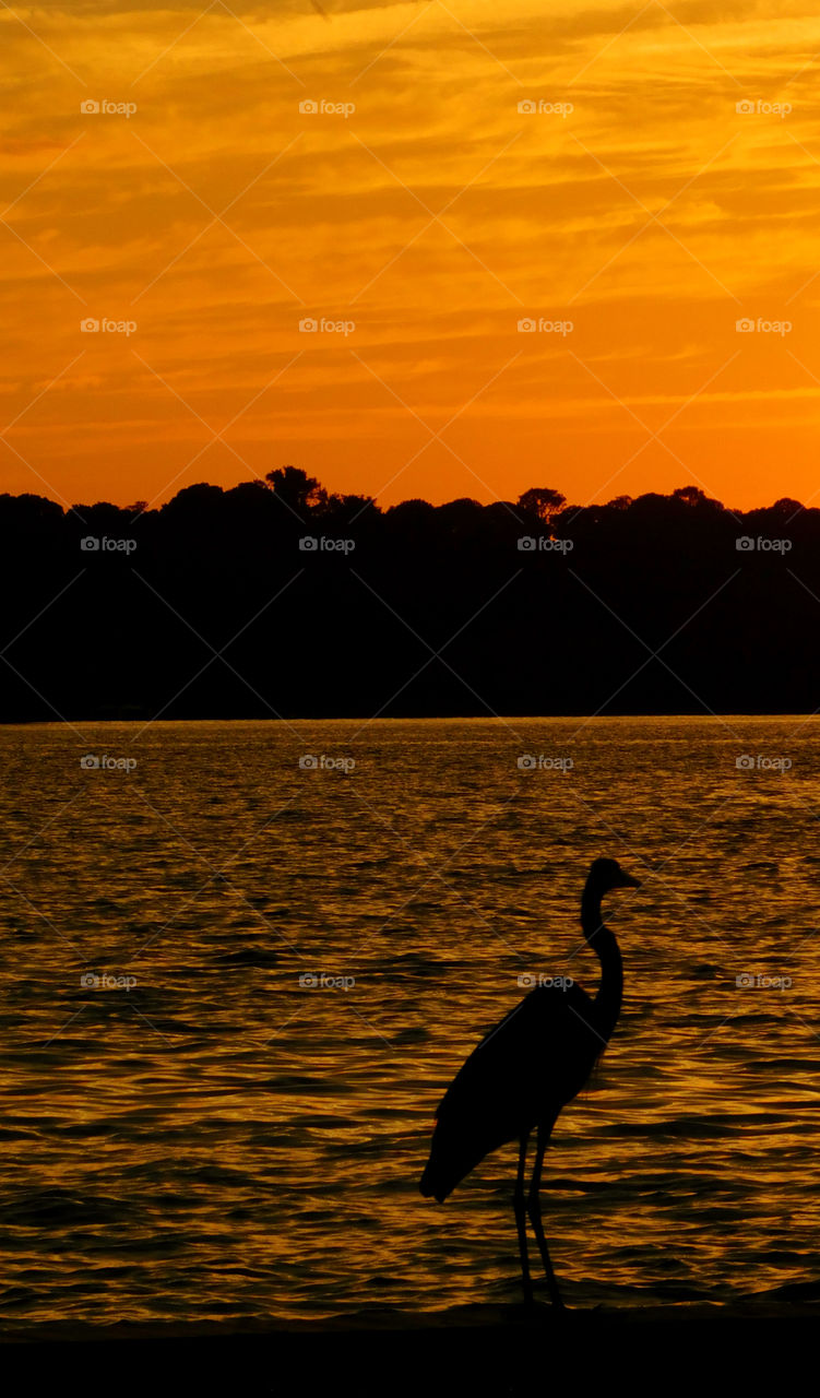 The sky was filled with the most brilliant orange complimented perfectly with hues of gold, yellow, red and crimson. An orange haze had casted over the water, reflecting off every wave.  Finally,the sun disappears along with the shine. I can only wait to see another magical moment of beauty and warmth! I can only wait for another sunset! Enjoy!