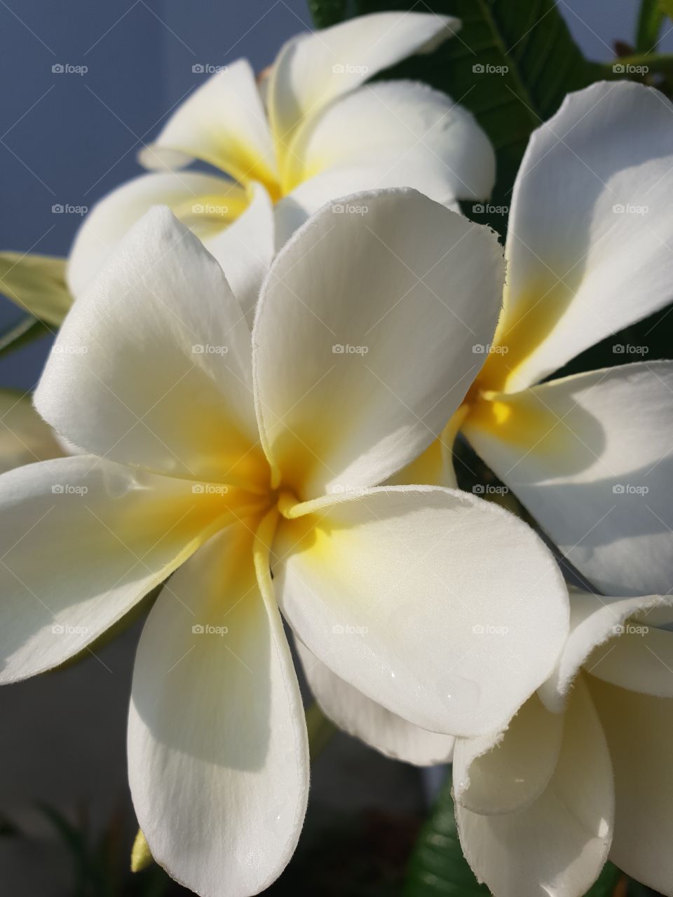 Frangipani