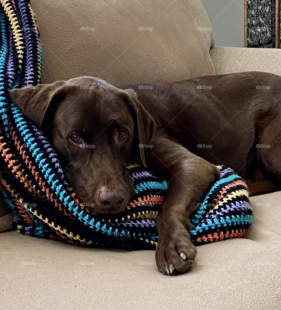 Chocolate Labrador on couch with colorful afghan 
