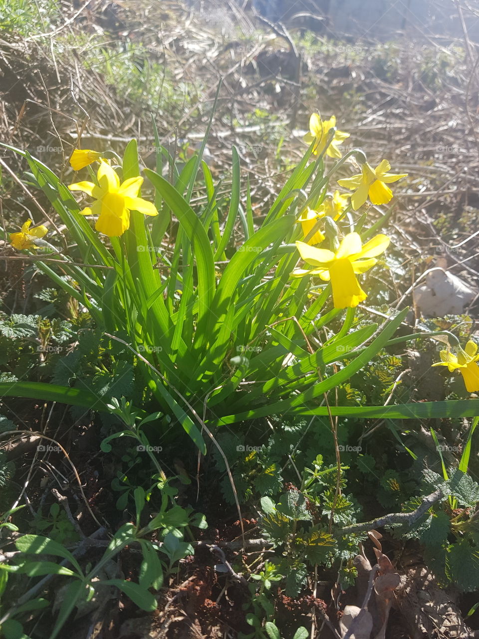 More Signs of spring