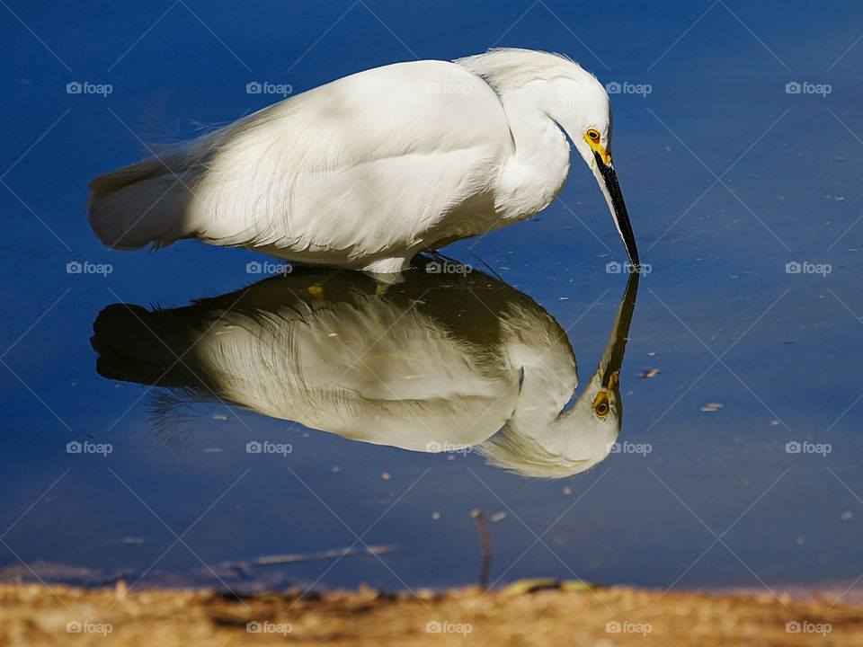A snowy egret gently breaks the surface of the water with its beak as it searches for a small fish to eat