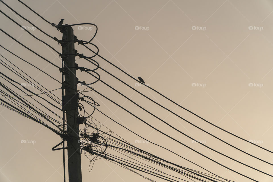 Wires with birds